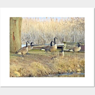 Canada Geese - Into the Water Posters and Art